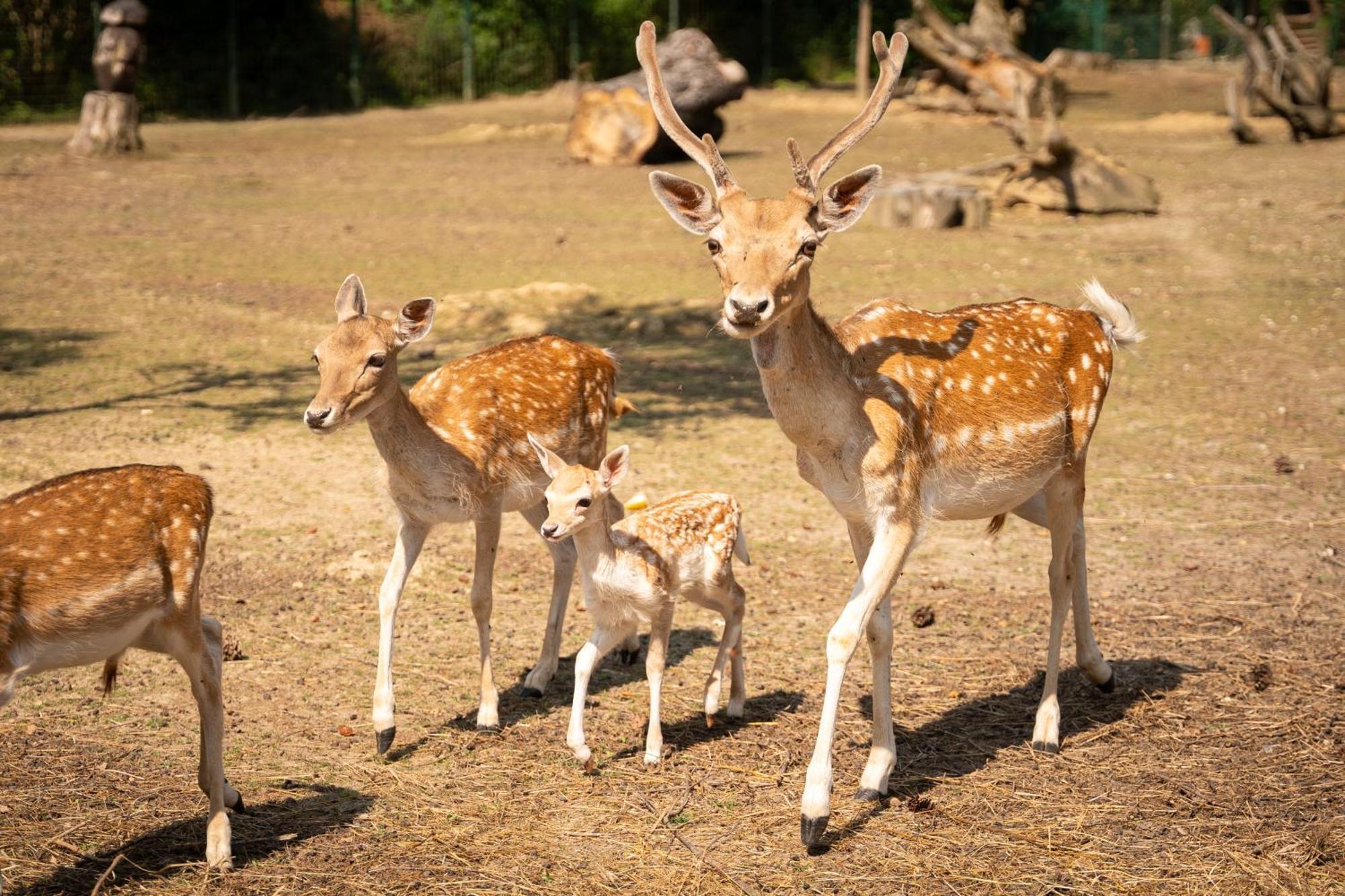 Отель Terme Di Monte Валенца Экстерьер фото